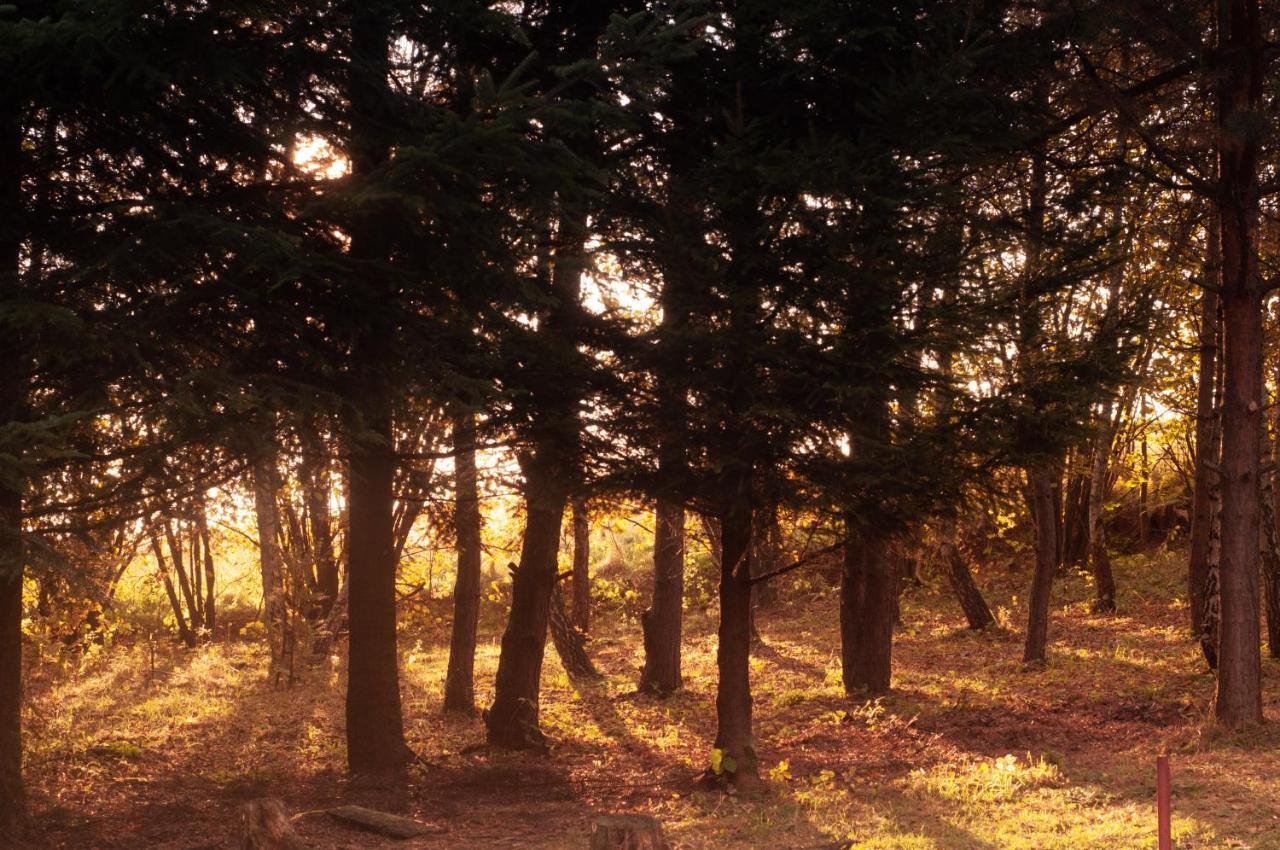 Ptasi Śpiew Villa Futoma Bagian luar foto